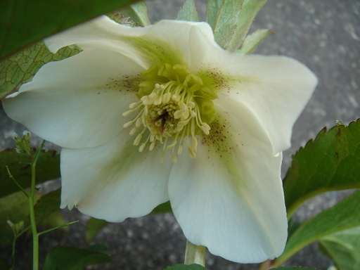 �^�N����́u��͉��|�v