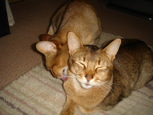 �^�N����́u��͉��|�v