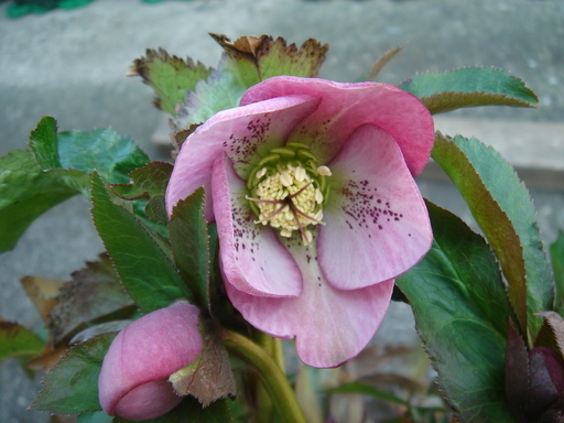 �^�N����́u��͉��|�v