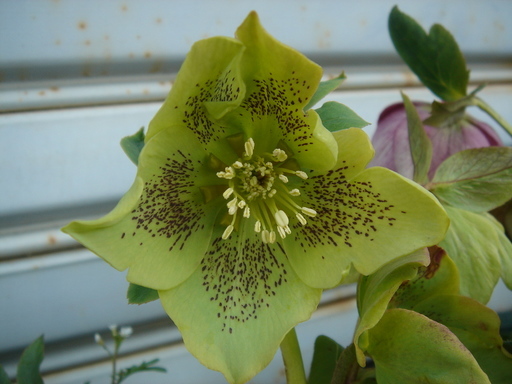 �^�N����́u��͉��|�v