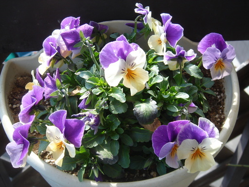 �^�N����́u��͉��|�v