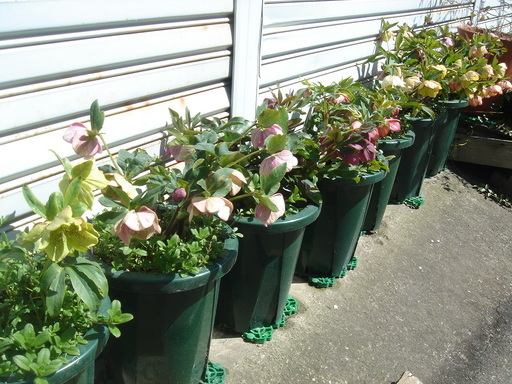 �^�N����́u��͉��|�v