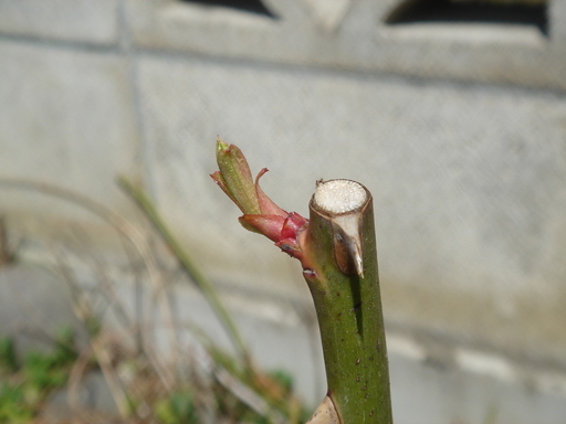 �^�N����́u��͉��|�v