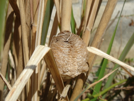 �^�N����́u��͉��|�v