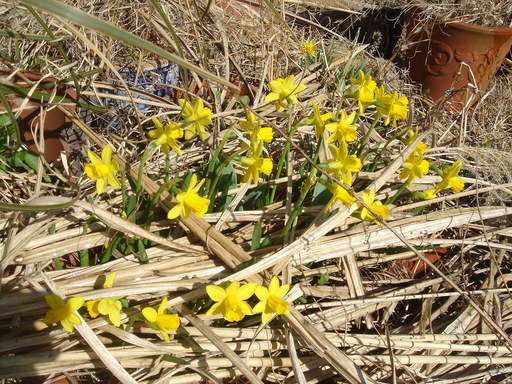 �^�N����́u��͉��|�v