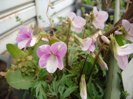 �^�N����́u��͉��|�v