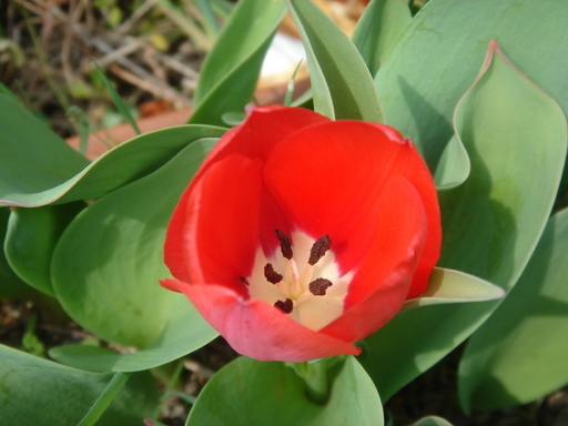 �^�N����́u��͉��|�v