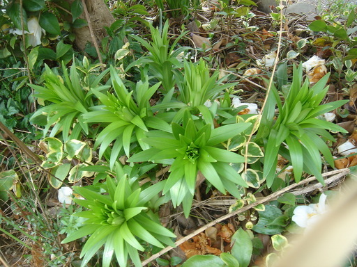 �^�N����́u��͉��|�v