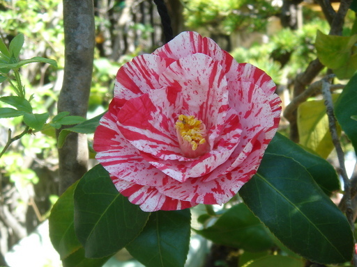 �^�N����́u��͉��|�v