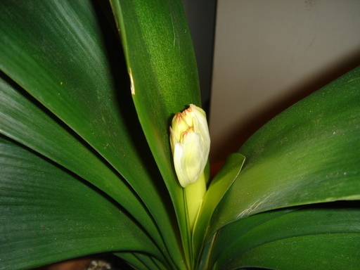 �^�N����́u��͉��|�v