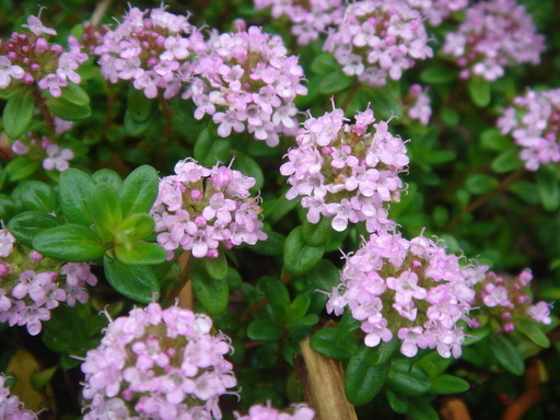 �^�N����́u��͉��|�v