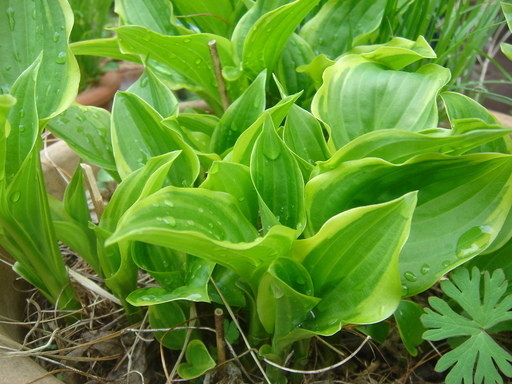 �^�N����́u��͉��|�v