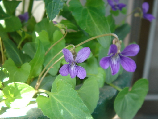 �^�N����́u��͉��|�v