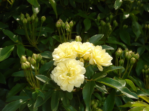 �^�N����́u��͉��|�v