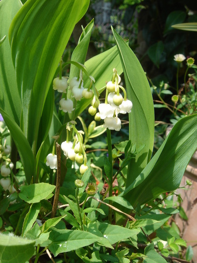 �^�N����́u��͉��|�v