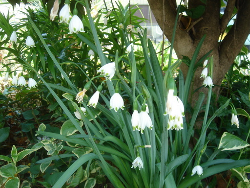 �^�N����́u��͉��|�v