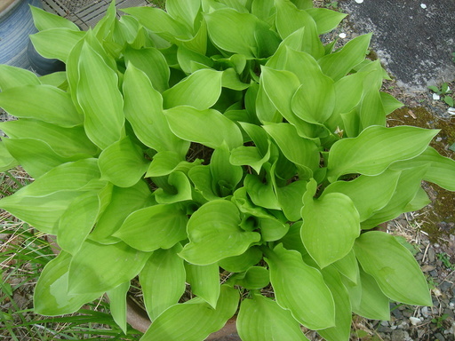 �^�N����́u��͉��|�v