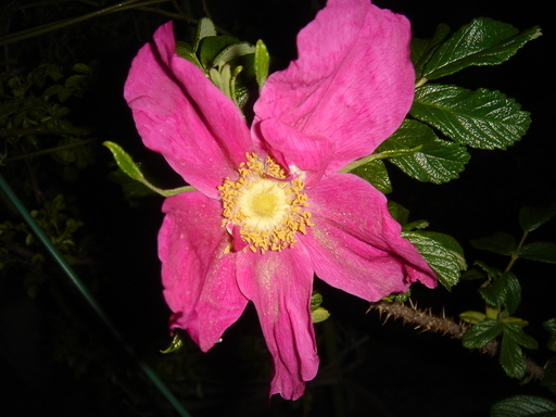 �^�N����́u��͉��|�v