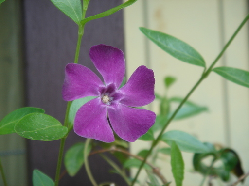 �^�N����́u��͉��|�v