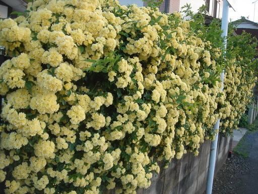 �^�N����́u��͉��|�v