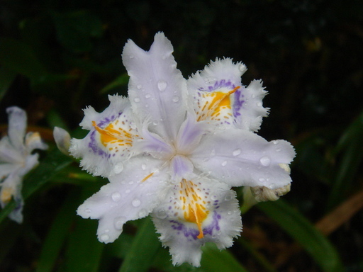 �^�N����́u��͉��|�v