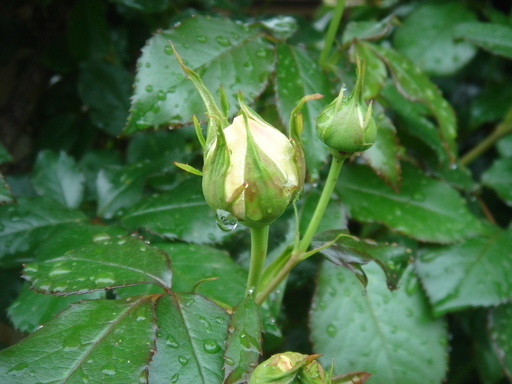 �^�N����́u��͉��|�v