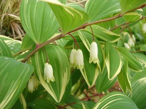 �^�N����́u��͉��|�v