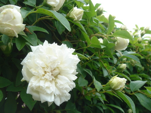 �^�N����́u��͉��|�v