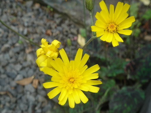 �^�N����́u��͉��|�v