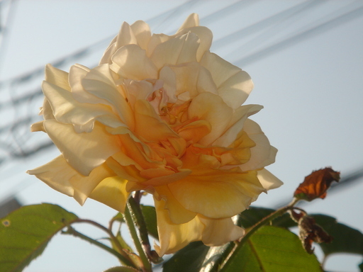 �^�N����́u��͉��|�v