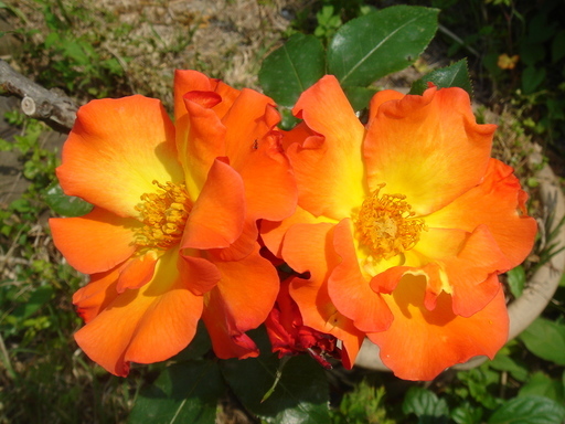 �^�N����́u��͉��|�v