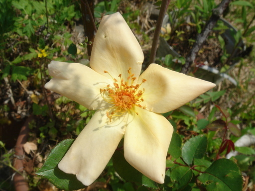 �^�N����́u��͉��|�v