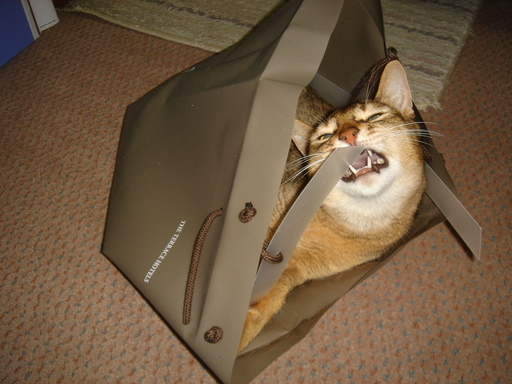 �^�N����́u��͉��|�v