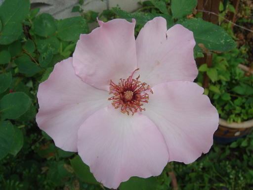 �^�N����́u��͉��|�v