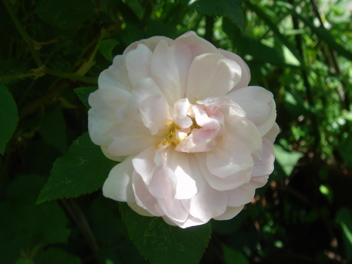 �^�N����́u��͉��|�v