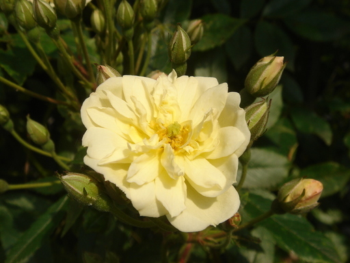 �^�N����́u��͉��|�v