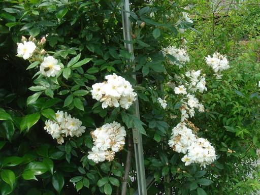 �^�N����́u��͉��|�v