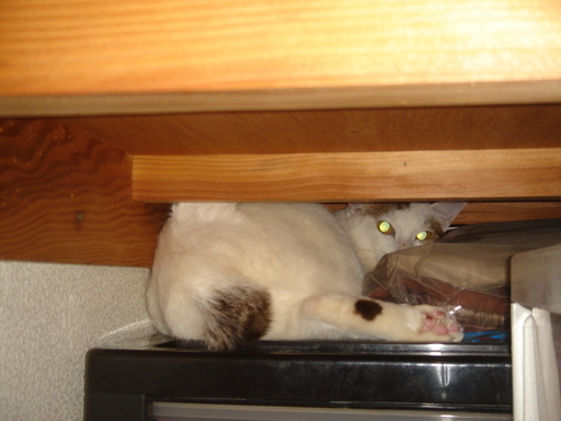 �^�N����́u��͉��|�v