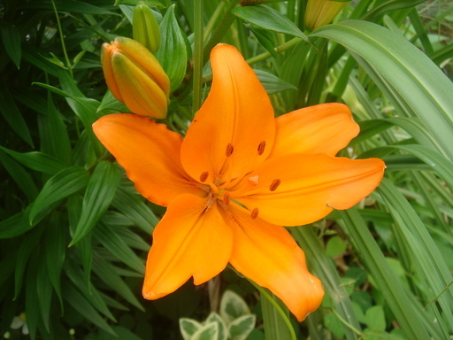 �^�N����́u��͉��|�v