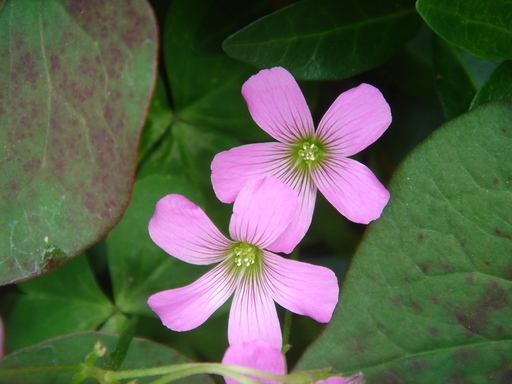 �^�N����́u��͉��|�v