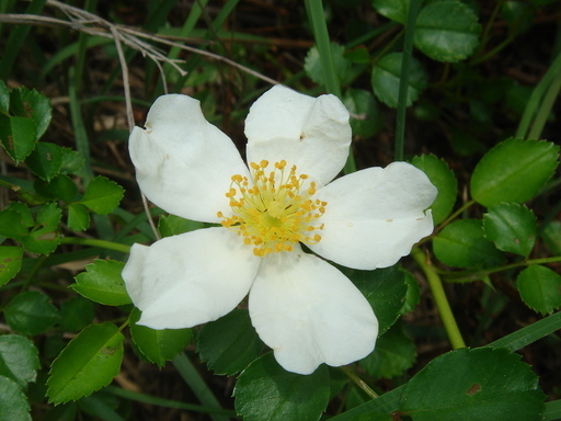 �^�N����́u��͉��|�v