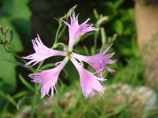 �^�N����́u��͉��|�v