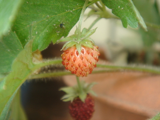 �^�N����́u��͉��|�v