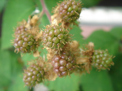 �^�N����́u��͉��|�v