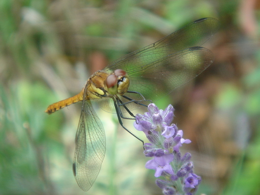 �^�N����́u��͉��|�v