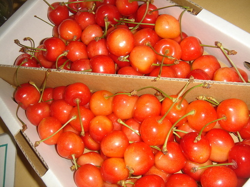 �^�N����́u��͉��|�v