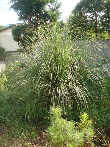 �^�N����́u��͉��|�v