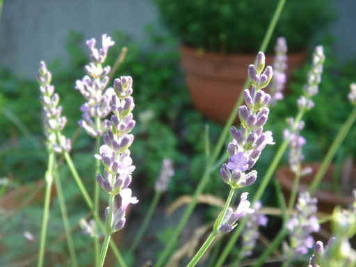 �^�N����́u��͉��|�v