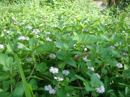 �^�N����́u��͉��|�v