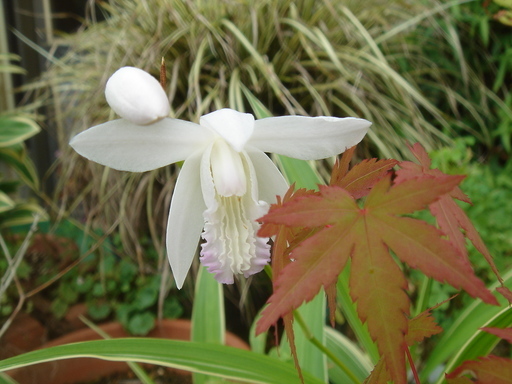 �^�N����́u��͉��|�v